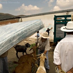 Sunday sheep, goat and pig market, Oaxaca, 2007 